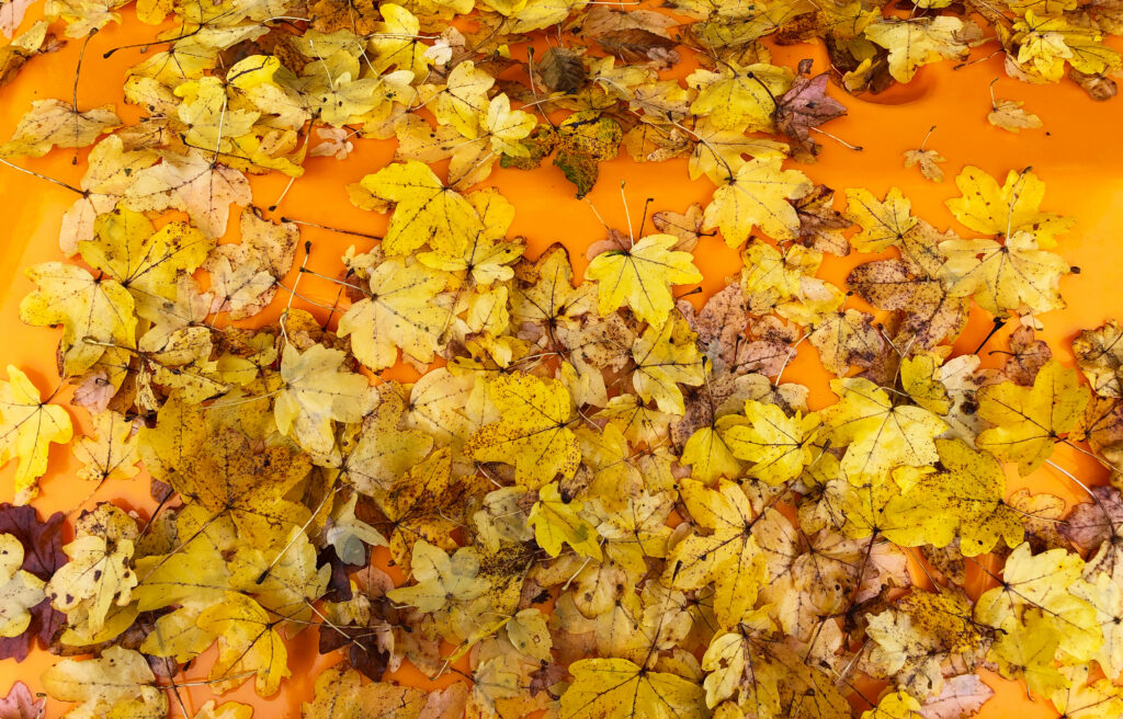 Vibrant Autumn Wallpaper: Yellow Maple Leaves on Orange Background
