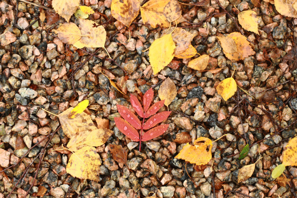 Autumn Leaves Wallpaper: Macroscopic Dew-Enhanced Yellow & Red Leaves