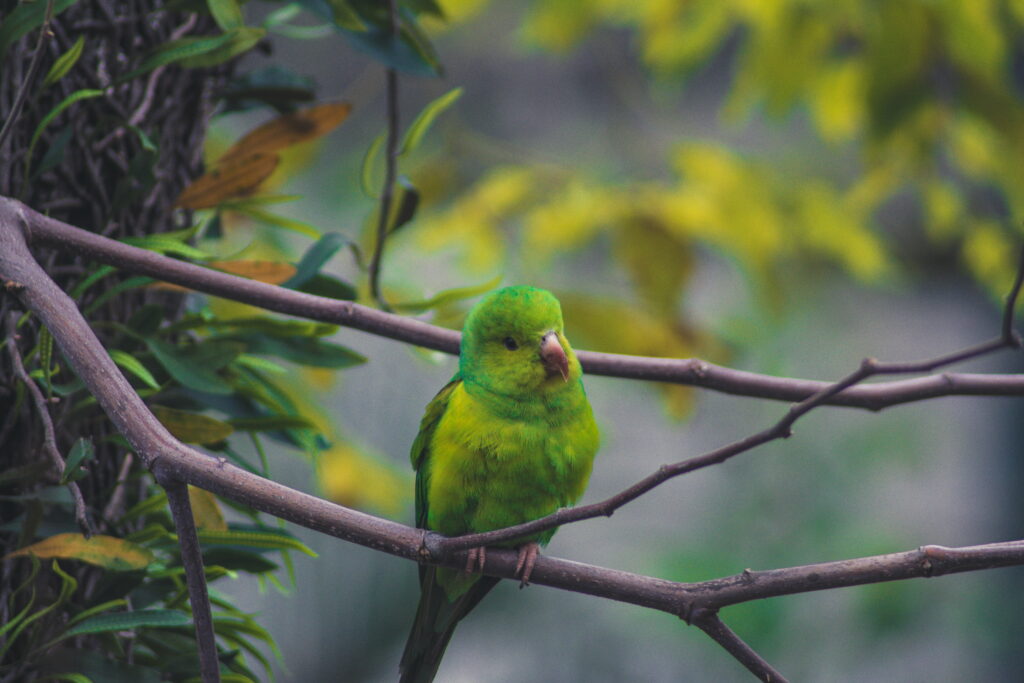 Gorgeous Green Parrot Perching on Branch – Nature's Vibrant Wallpaper