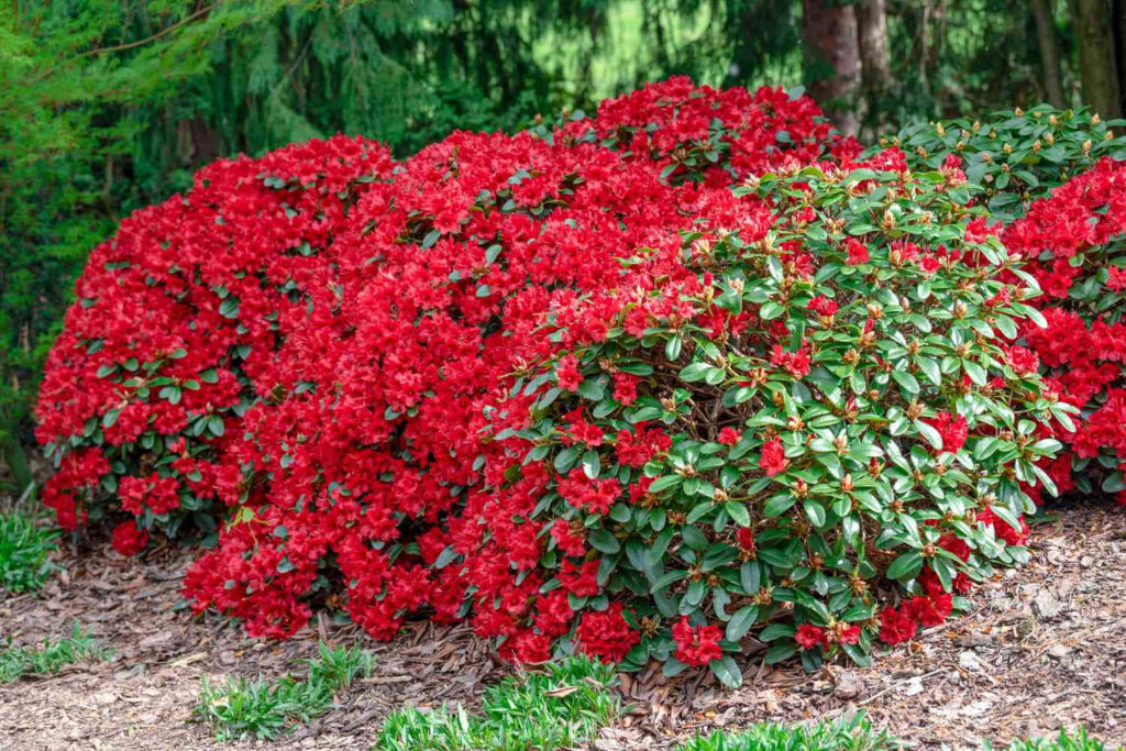 Vibrant Azalea Wallpaper: Lush Green Leaves & Stunning Red Flowers