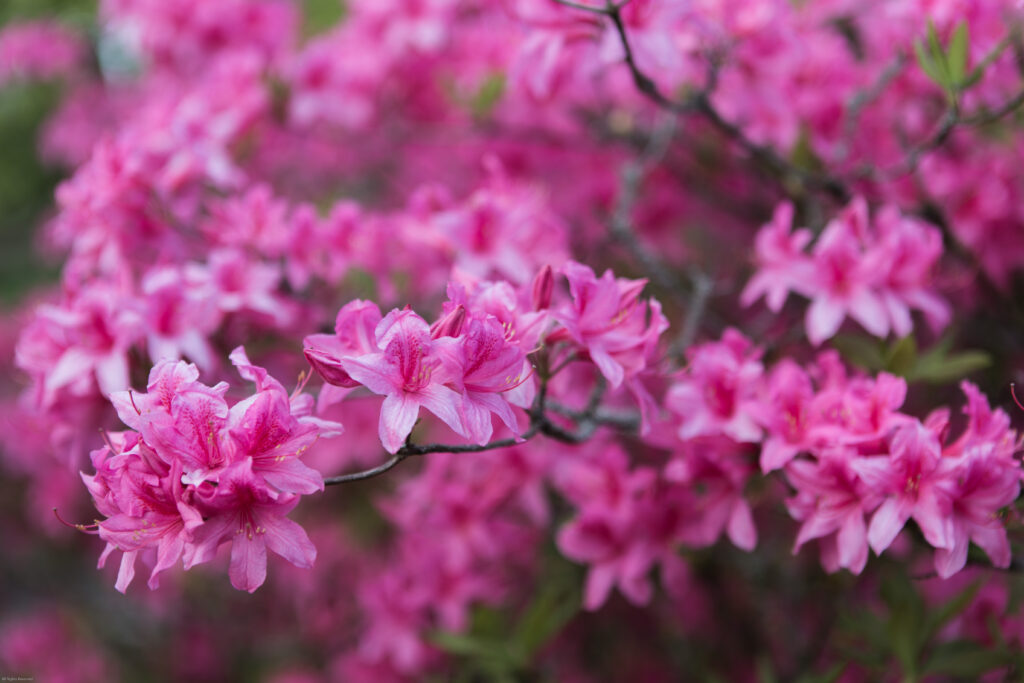Spring Beauty: Lush Pink Azalea Flowers Wallpaper Background