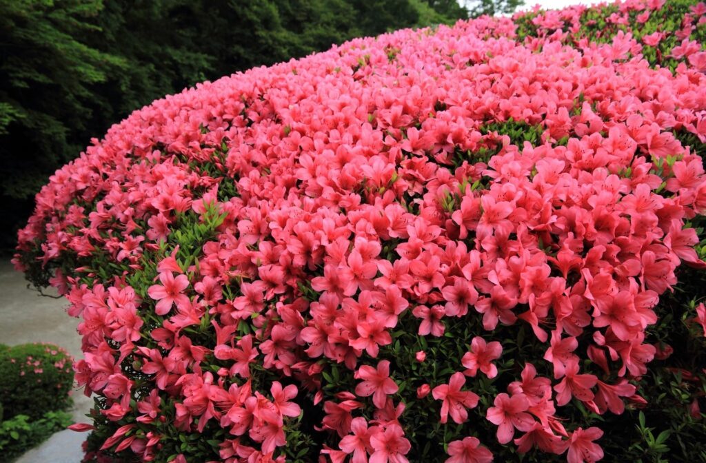Vibrant Garden Wallpaper: Blooming Azaleas in Pink Tranquility