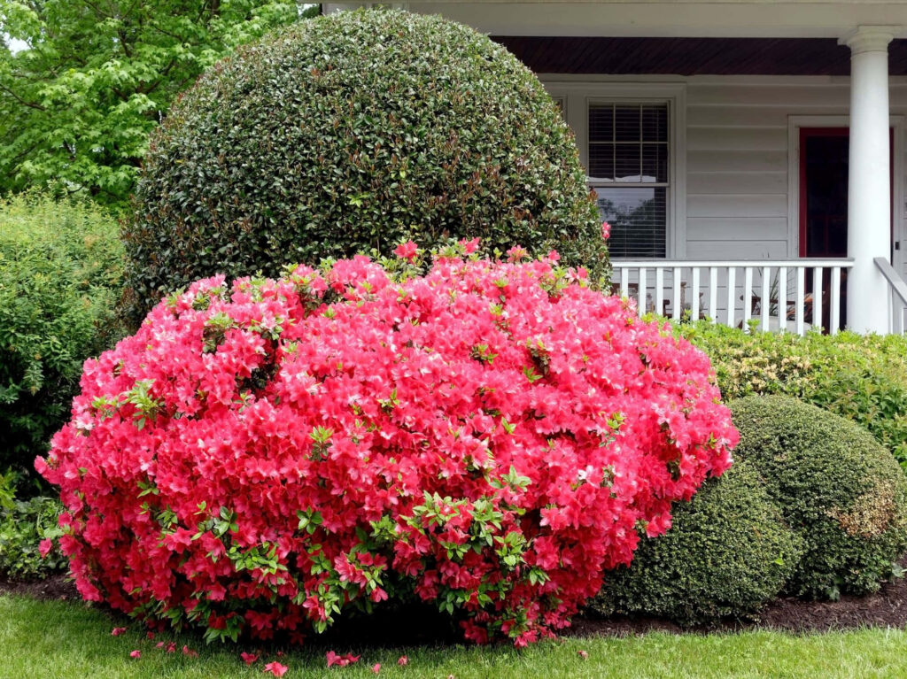Vibrant Azalea Garden Wallpaper: Blooming Pink Scene with Porch