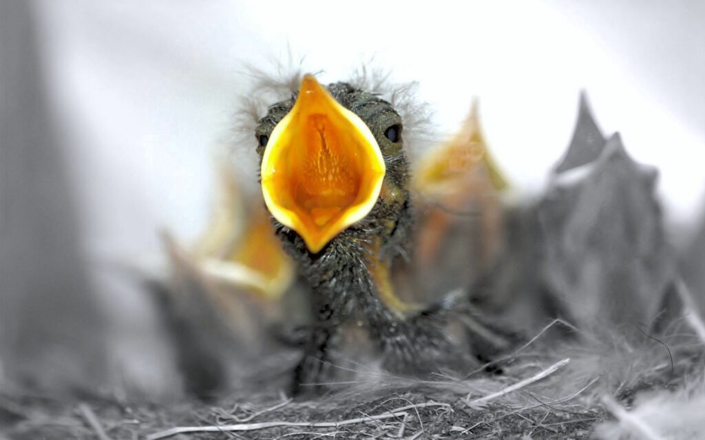 Vibrant Baby Bird Close-Up: Nature's Innocence in Soft Focus Wallpaper
