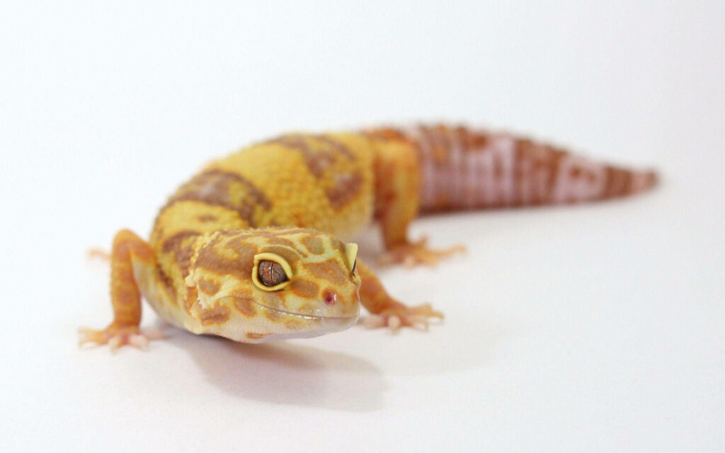 Vibrant Yellow Baby Leopard Gecko Wallpaper on Clean Background