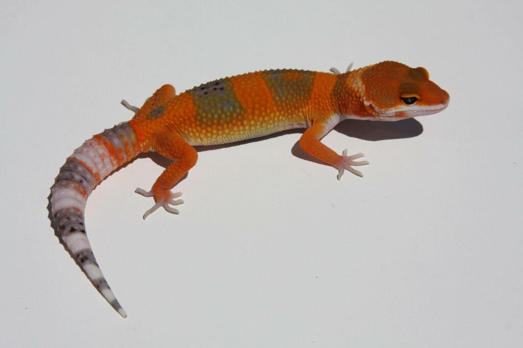 Vibrant Baby Red Leopard Gecko Wallpaper on Minimalist White Background