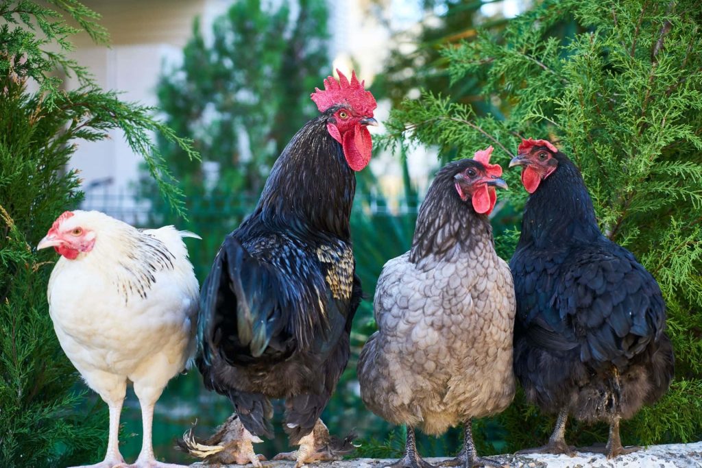 Mixed flock of colorful chickens in vibrant backyard with green foliage rustic wallpaper background