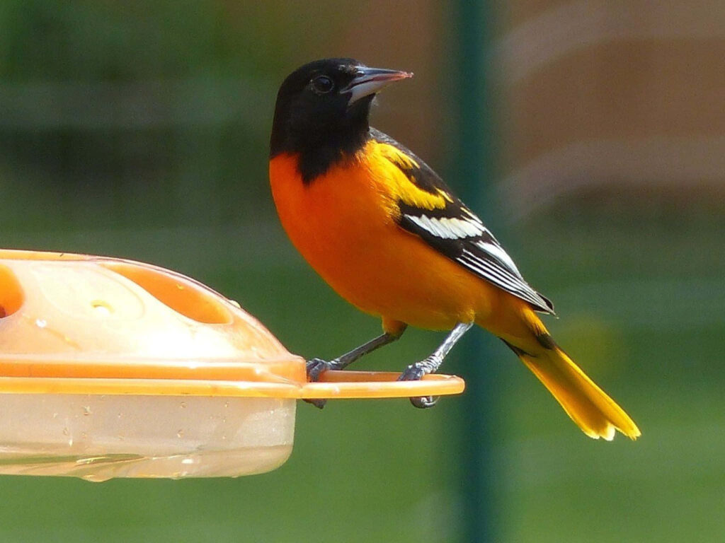 Stunning Baltimore Oriole Wallpaper: Vibrant Bird on Soft Green Background
