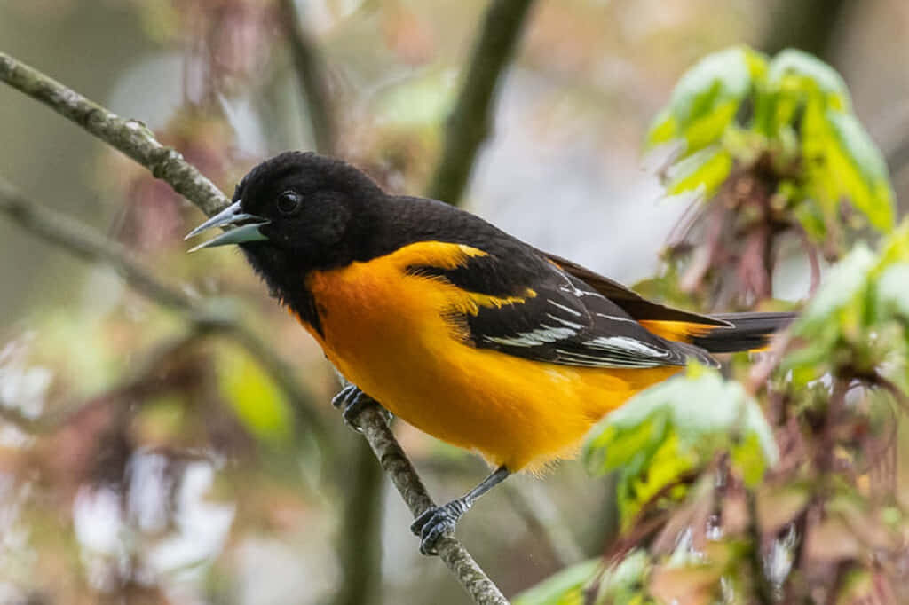 Vibrant Baltimore Oriole on Branch in Lush Forest - Exquisite Detail Wallpaper
