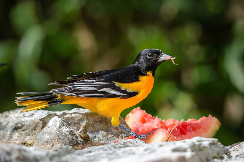 Vibrant Baltimore Oriole Enjoys Watermelon in Stunning Photography Wallpaper