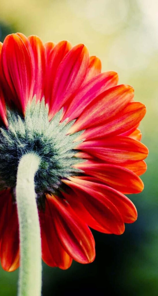 Close-Up of Vibrant Red Barberton Daisy Wallpaper with Blurred Background