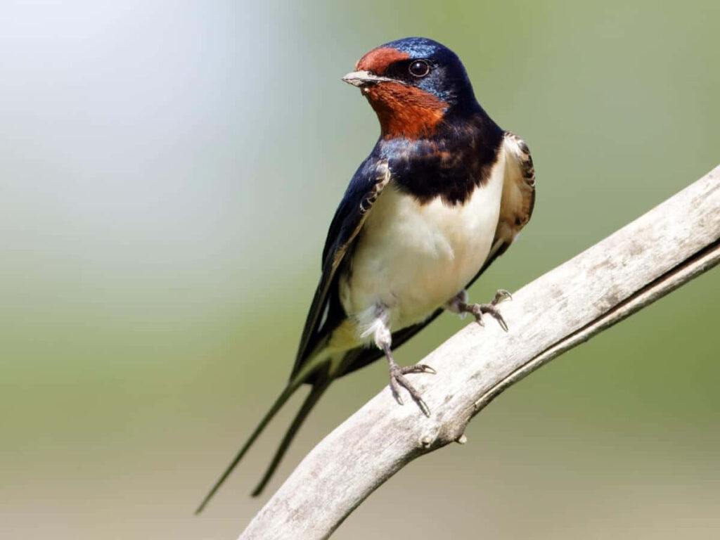 Barn Swallow Perched with Vibrant Plumage - Soft Blurred Background Wallpaper