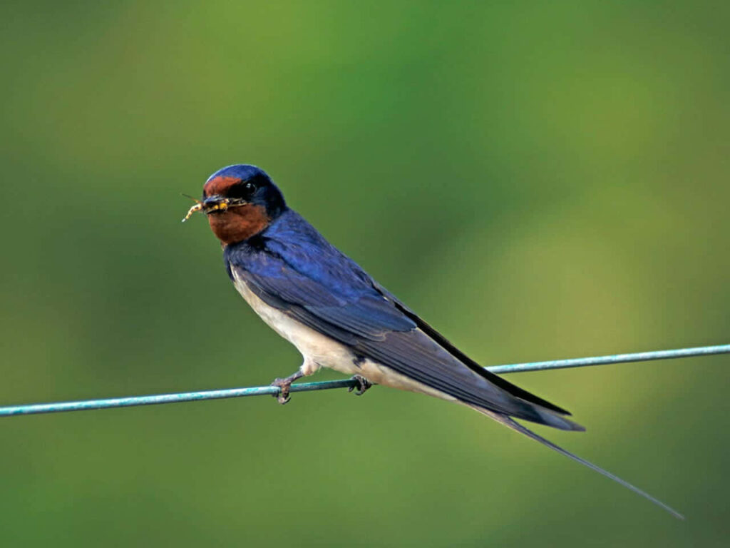 Vibrant Barn Swallow on Wire: Nature’s Serenity Wallpaper