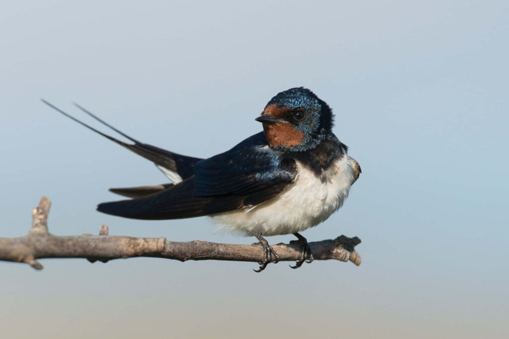 Barn Swallow on Branch: Vibrant Nature Wallpaper with Blurred Background