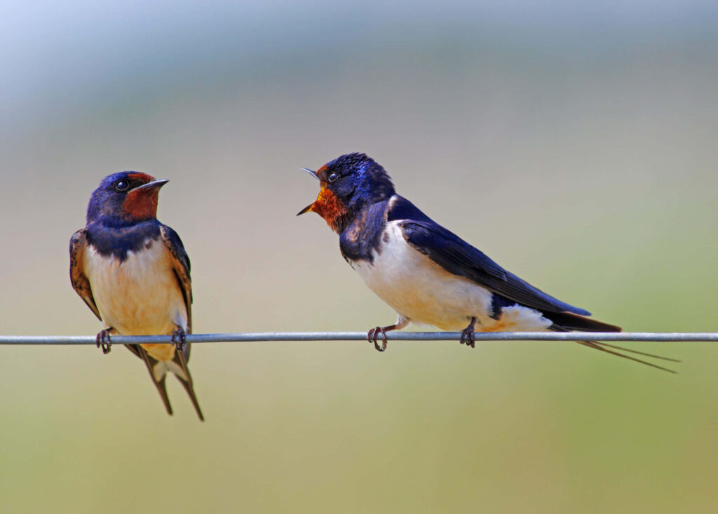 Vibrant Barn Swallows Perched on Wire Against Blurred Natural Background Wallpaper