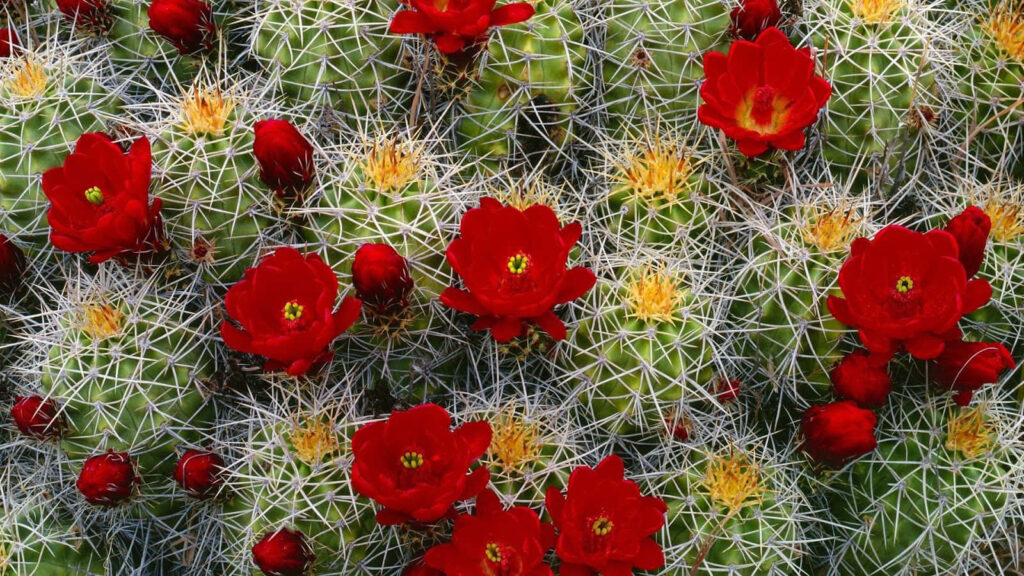 Vibrant Red Flowering Barrel Cacti Wallpaper - Spring Desert Background