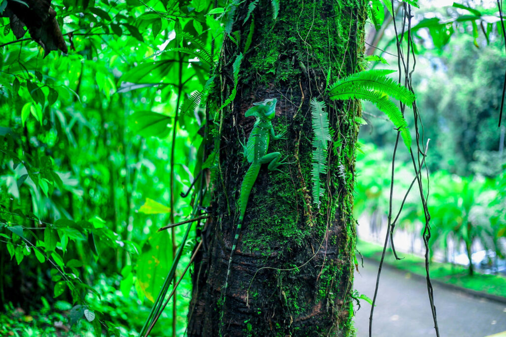 Vibrant basilisk lizard on mossy tree trunk in lush rainforest with dense green foliage background Wallpaper
