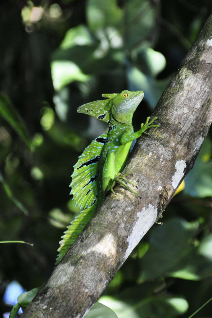 Vibrant basilisk lizard on tree branch in lush green foliage with dappled sunlight wildlife wallpaper