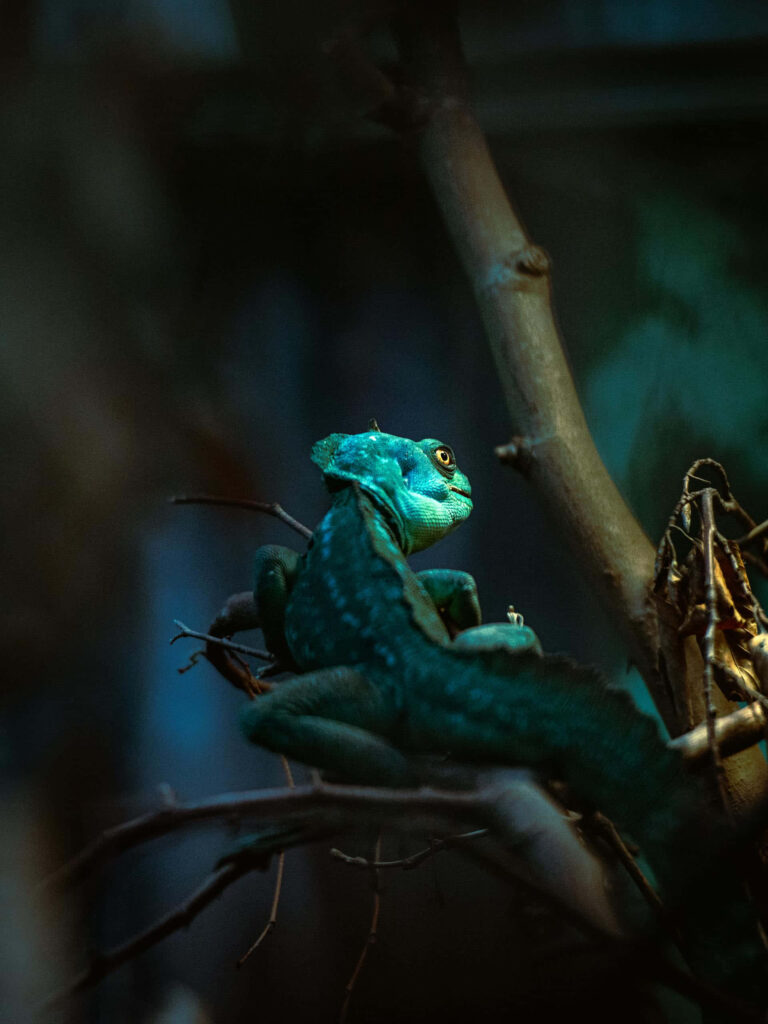 Vibrant basilisk lizard perched on tree branches blending with lush green forest background Wallpaper