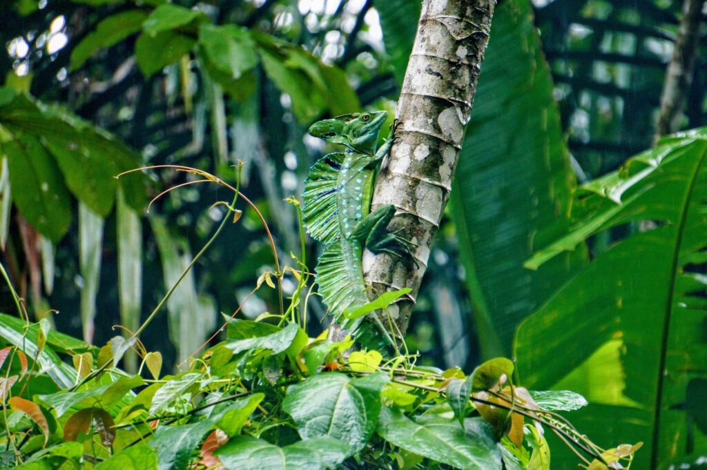 Vibrant basilisk lizard on tree trunk in lush green rainforest habitat wallpaper background