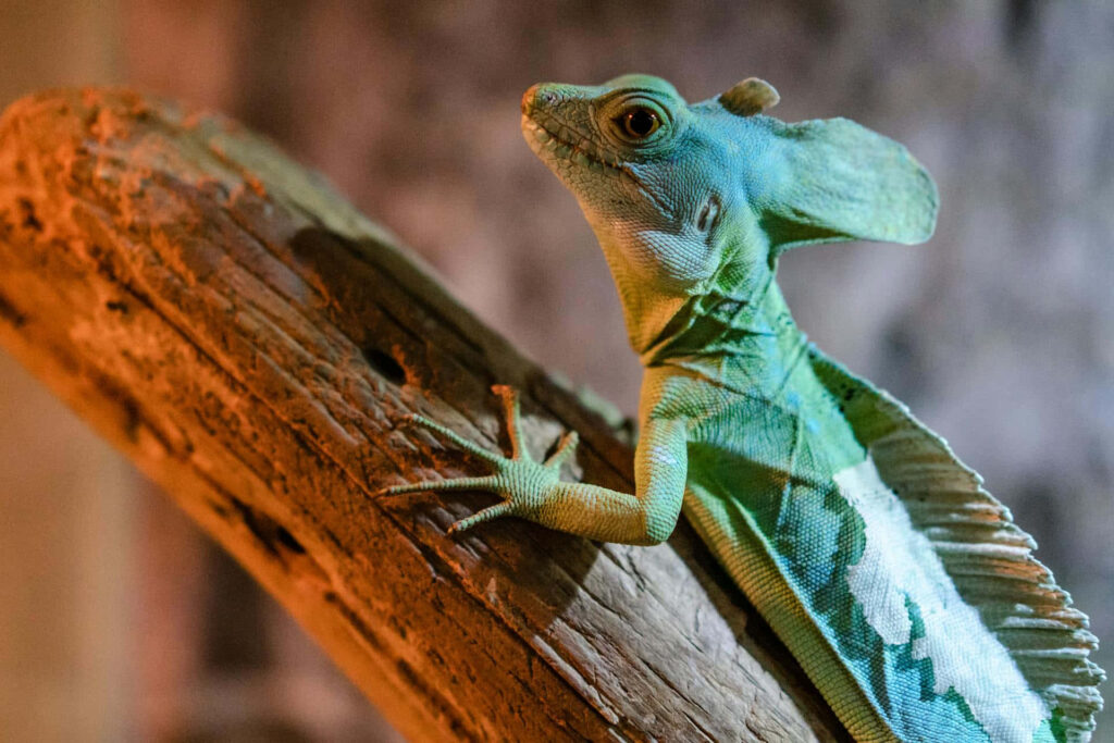 Vibrant green and blue basilisk lizard on weathered branch natural light wallpaper background