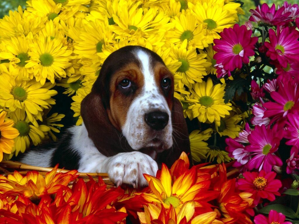 Cheerful Basset Hound Among Colorful Flower Wallpaper Background