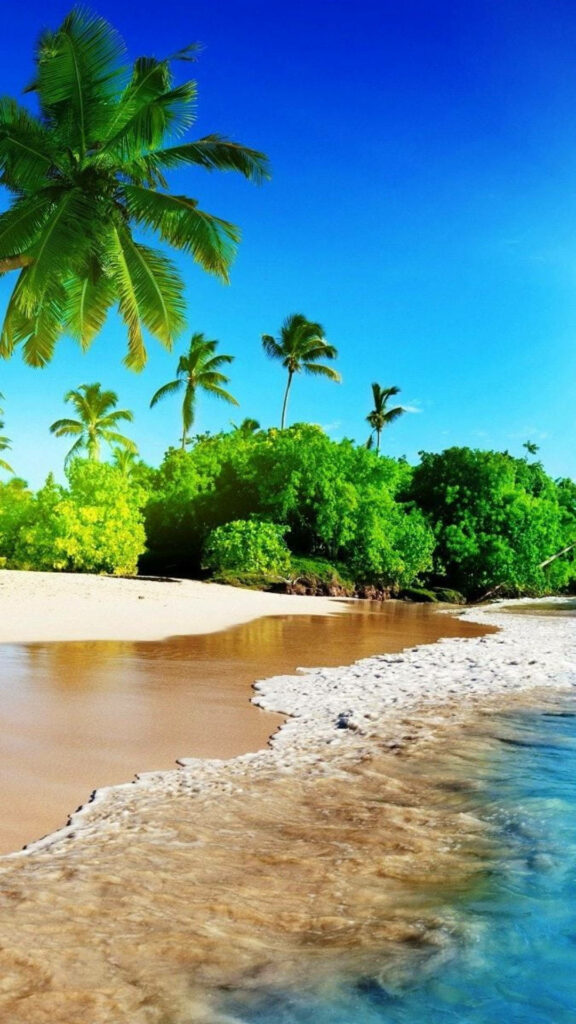 Vibrant Tropical Beach Wallpaper: Crystal-Clear Waters & Palm Trees