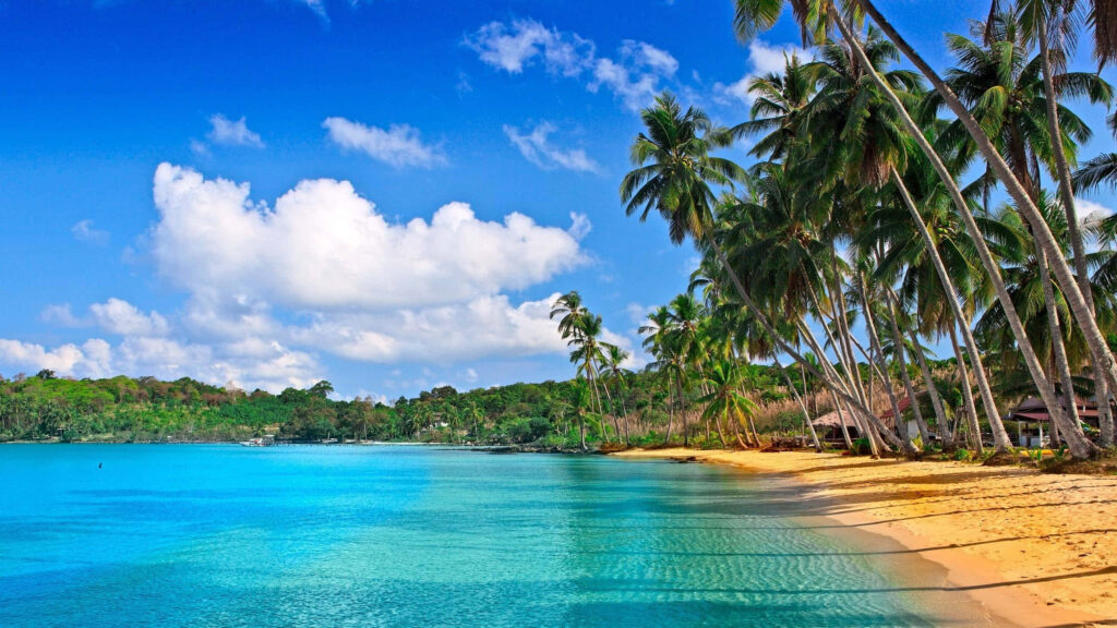 Stunning Tropical Beach Wallpaper: Vibrant Blue Waters & Palm Trees