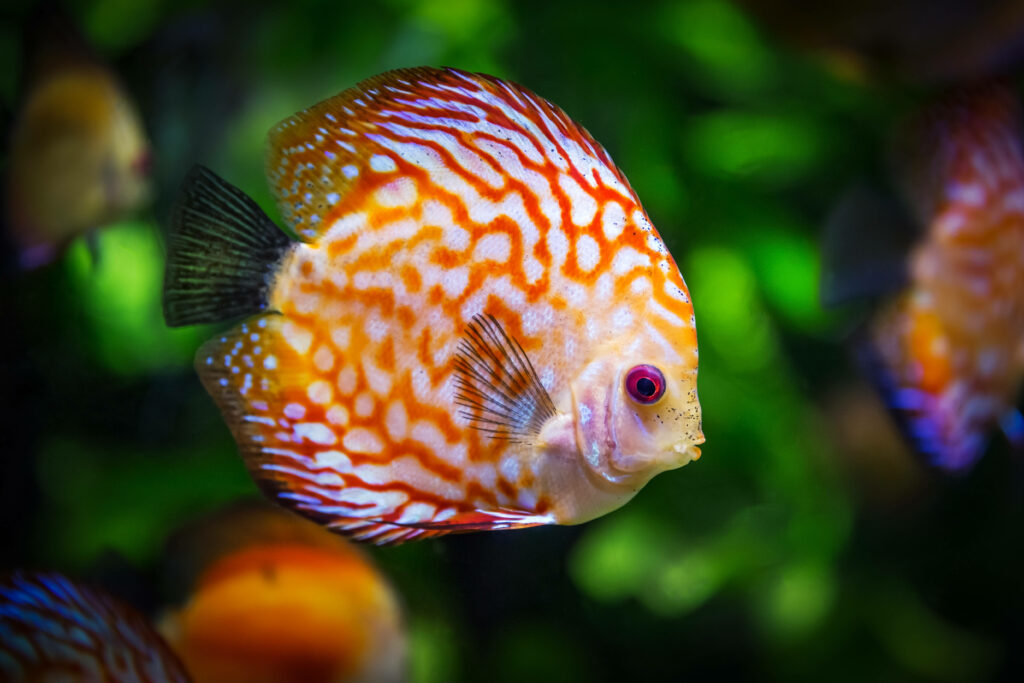 Captivating 4K Underwater Delight: Mesmerizing Red Discus Fish Flourishes in Blurry Green Aquatic Surroundings Wallpaper