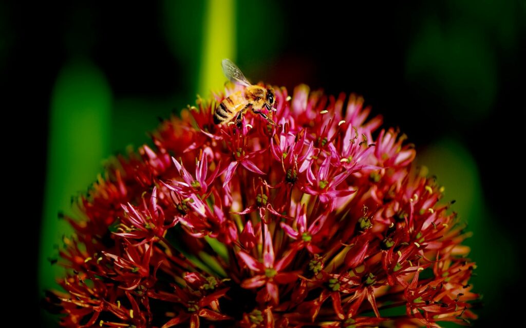 Vibrant Bee on Red Flower Wallpaper Against Dark Background