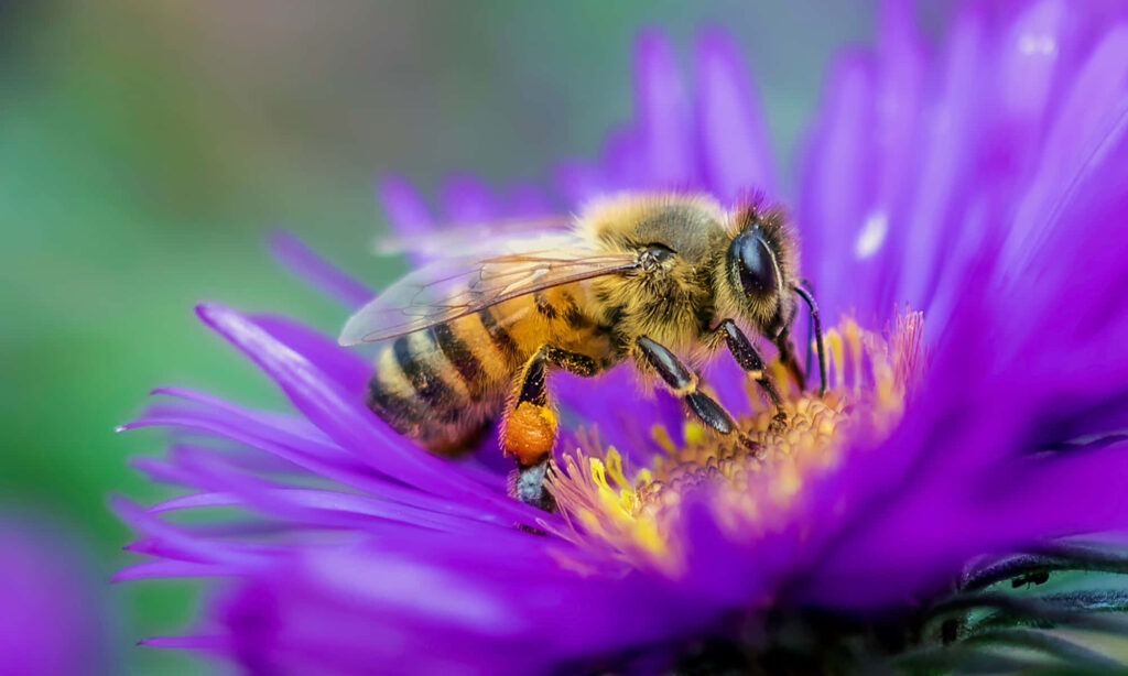 Close-Up of a Bee Collecting Pollen from a Purple Flower Background Wallpaper