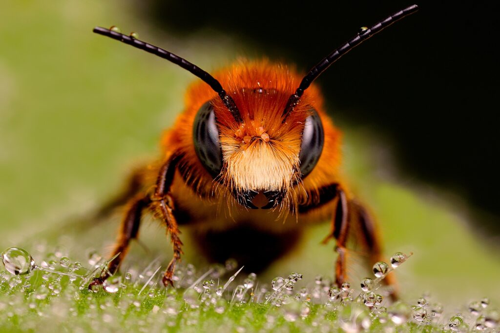 Vibrant Bee Close-Up Wallpaper: Stunning Textures on Dewy Green