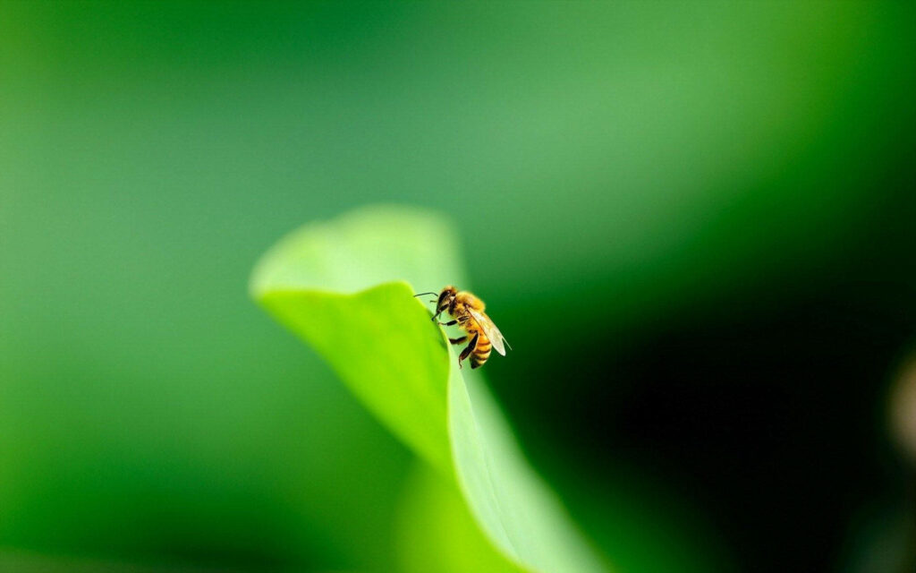 Vibrant Close-Up of Bee on Green Leaf in Serene Background Wallpaper