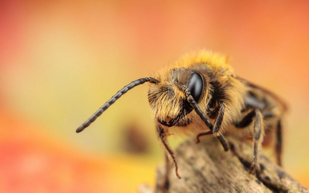 Vibrant Orange Background: Close-Up Bee on Textured Surface Wallpaper