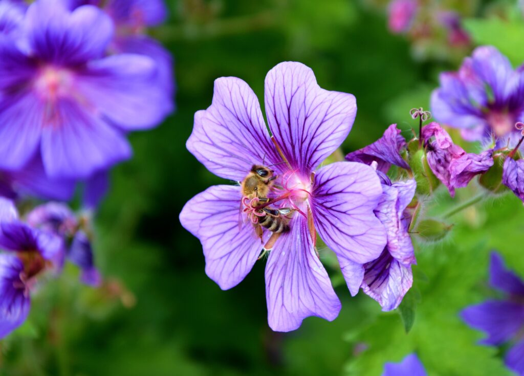 Vibrant Bee Wallpaper: Nectar & Pollen from Purple Flower Background