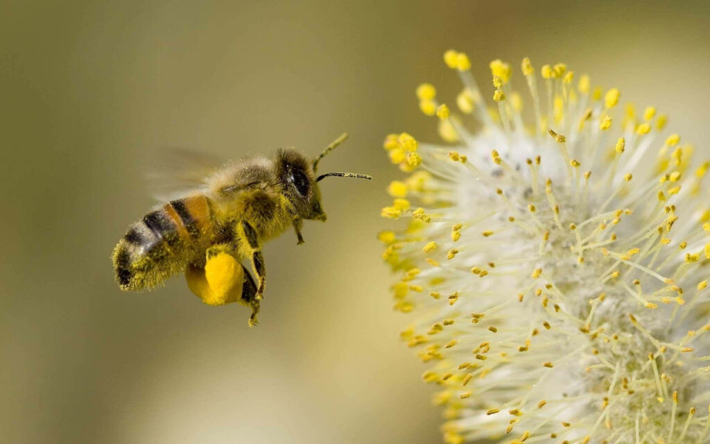 Close-Up of Bee Collecting Pollen with Soft Blurred Background Wallpaper