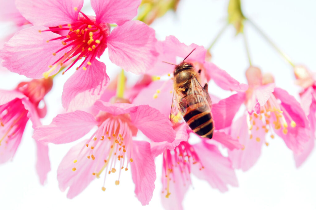 Vibrant Bee Wallpaper: Pollen Harvesting on Pink Petals in Soft Light