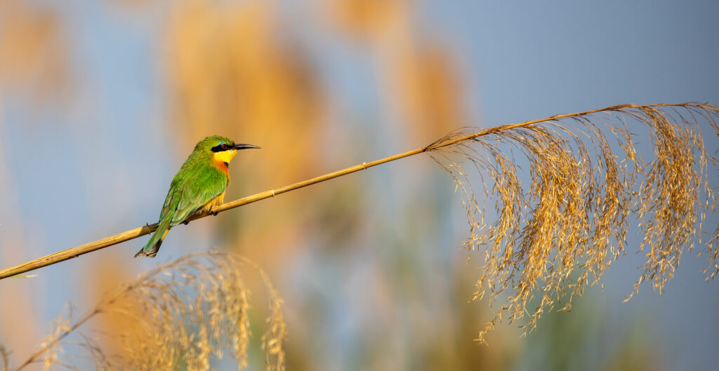 Vibrant Bee-Eater Bird Perched on Branch - Soft Blurred Background Wallpaper