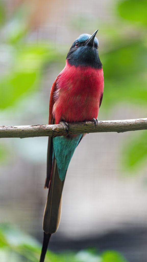 Vibrant Bee-Eater Wallpaper: Colorful Bird on Soft Blurred Background