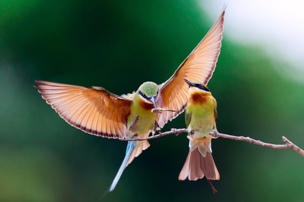 Vibrant Bee-Eaters on Branch: Colorful Bird Wallpaper in Green