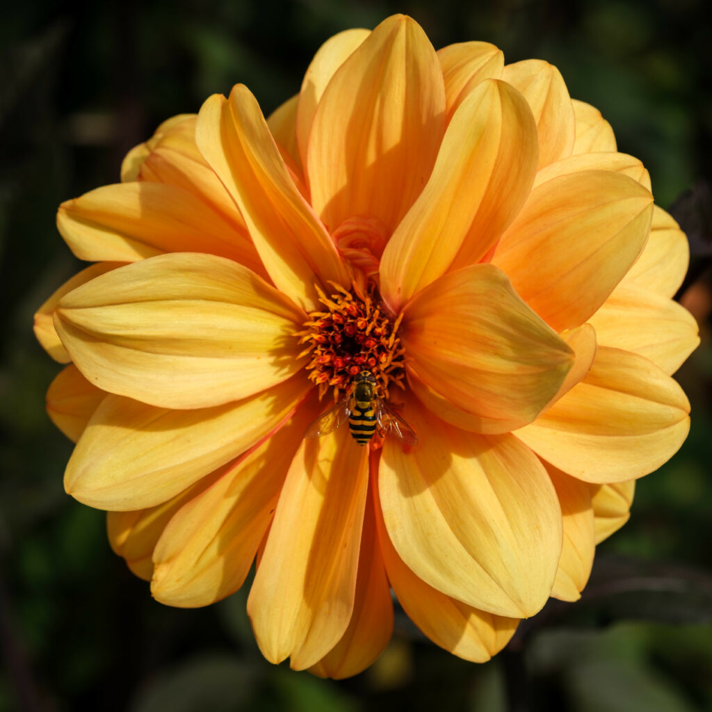 Vibrant Macro Bee on Yellow Flower - Stunning Wallpaper Background