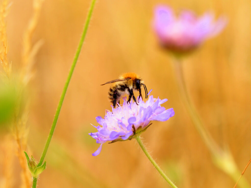 Stunning Bee Macro on Purple Flower - Vibrant Wallpaper Background