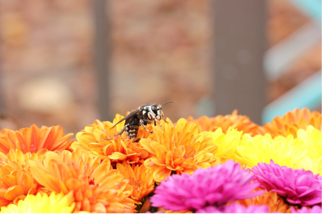 Vibrant Bee Pollinating Colorful Chrysanthemums - Nature Background Wallpaper