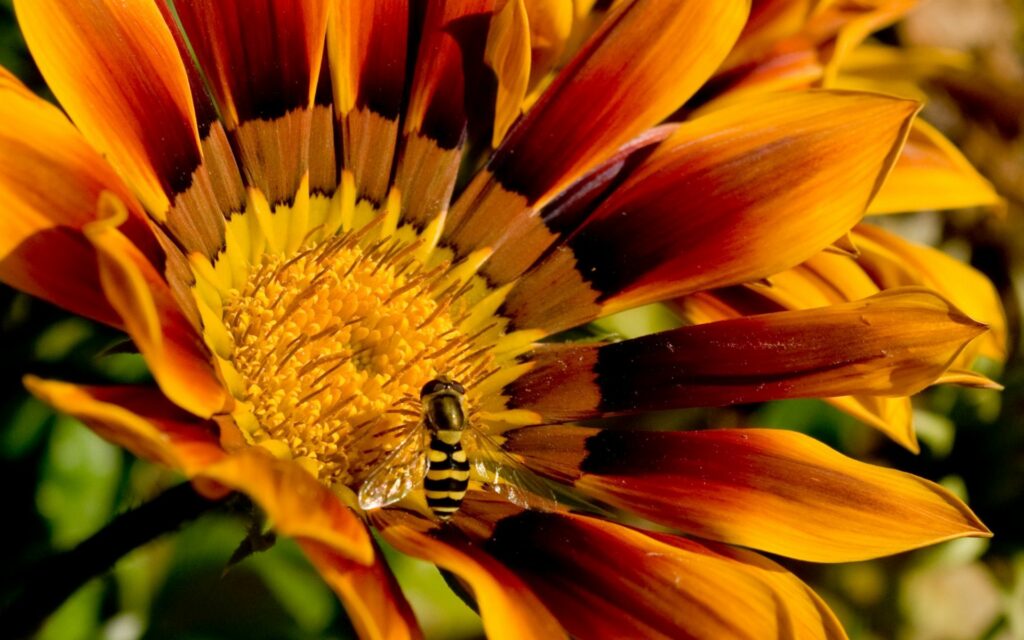 Vibrant Wallpaper: Striped Bee on Orange & Yellow Flower Close-Up