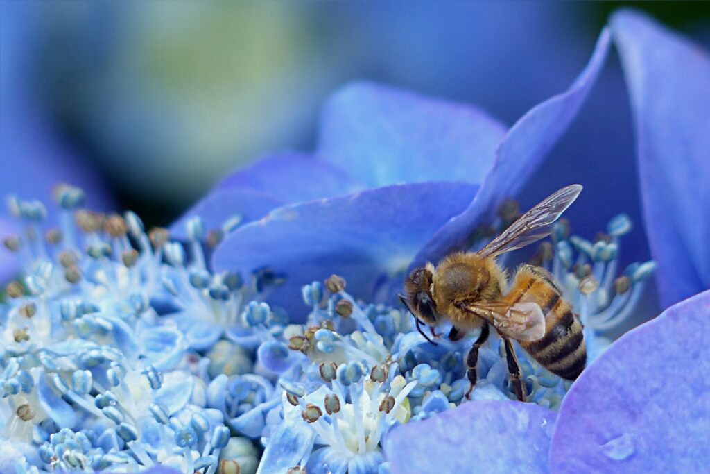 Vibrant Bee Pollinating Hydrangea - Nature's Intricate Beauty Wallpaper