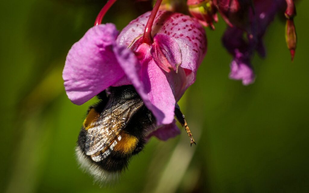 Vibrant Bee Pollinating Pink Flower - Nature Wallpaper Background