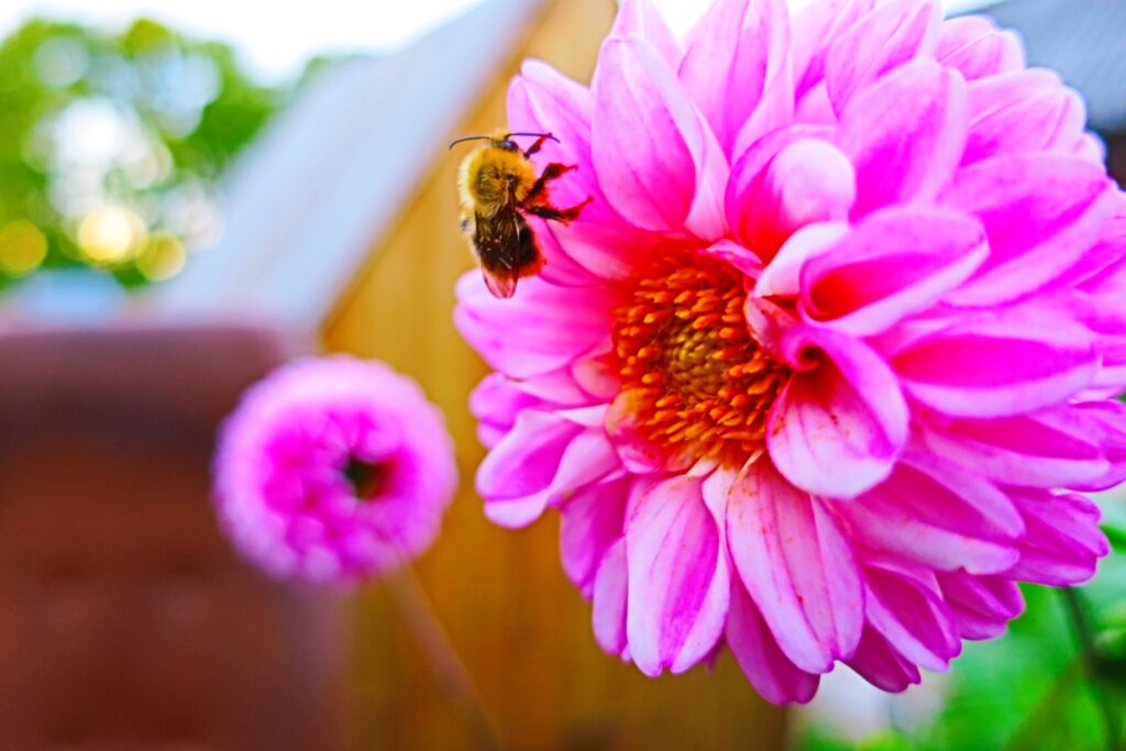 Vibrant Bee Pollinating Pink Flower - Nature’s Colorful Beauty Wallpaper