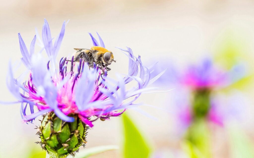 Vibrant Bee Pollinating Purple Flower – Nature Wallpaper Background