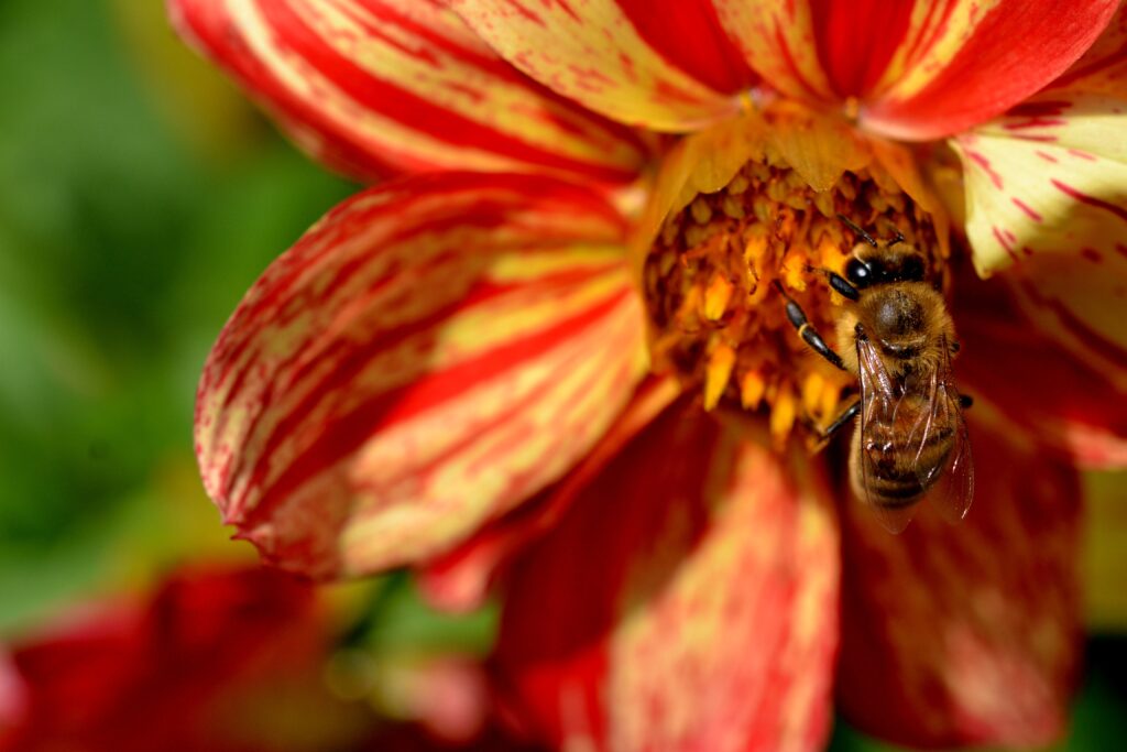 Vibrant Close-Up Bee Pollinating Red & Yellow Flower Wallpaper