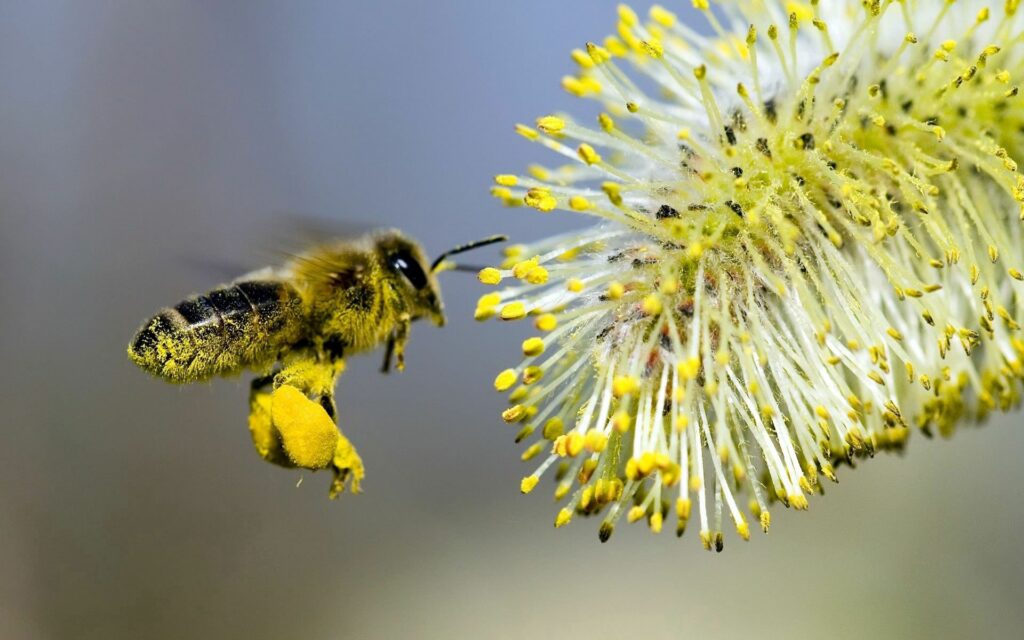 Close-Up Bee Pollinating Willow Flower - Vibrant Wallpaper Background